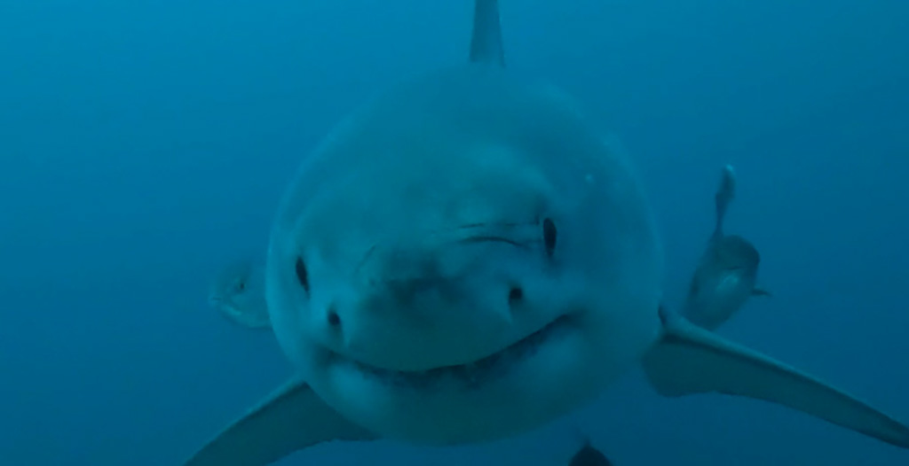°ϲʿ¼ Researchers Spot Great White Shark Off Alabama Coast